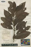 Syntype of Tetranthera ferruginea R.Br. [family LAURACEAE]
