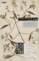 Type of Brandesia pycnantha Benth. [family AMARANTHACEAE]