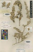 Isotype of Telanthera peruviana Moq. [family AMARANTHACEAE]
