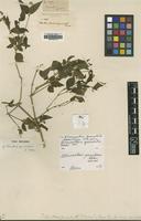 Type of Telanthera geniculata S.Moore [family AMARANTHACEAE]