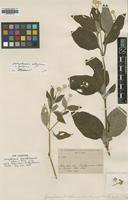 Type of Gomphrena tuerckheimii Uline & W.L.Bray [family AMARANTHACEAE]