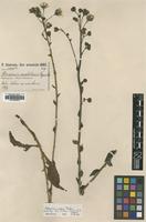 Lectotype of Hieracium anatolicum Freyn & Sint. [family ASTERACEAE]