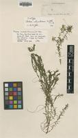 Isotype of Elodea columbiana H.St.John [family HYDROCHARITACEAE]
