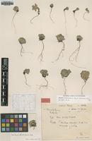 Type of Gentiana strobilacea H.Sm. [family GENTIANACEAE]
