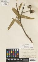 Isotype of Eucalyptus cliftoniana W.Fitzg. ex Maiden [family MYRTACEAE]