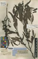 Type of Eucalyptus anceps Maiden [family MYRTACEAE]