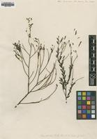 Type of Olax stricta R.Br. [family OLACACEAE]