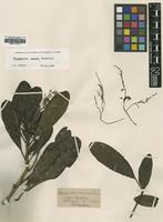 Type of Charpentiera obovata Hillebr. var. elliptica [family AMARANTHACEAE]