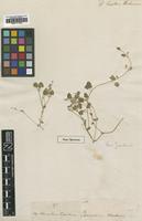 Holotype of Chenopodium triandrum G.Forst. [family CHENOPODIACEAE]