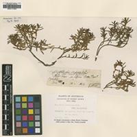 Type of Hemichroa pentandra R.Br. [family AMARANTHACEAE]