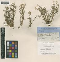 Type of Gomphrena humilis R.Br. [family AMARANTHACEAE]