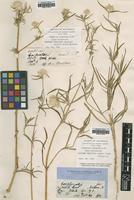 Type of Gomphrena canescens R.Br. [family AMARANTHACEAE]