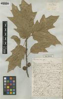 Type of Quercus leana Nutt. [family FAGACEAE]