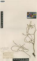 Type? of Lycopodium fauriei Rosenst. [family LYCOPODIACEAE]