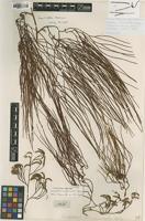 Isolectotype of Lycopodium casuarinoides Spring [family LYCOPODIACEAE]