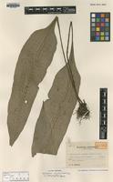 Isotype of Neolepisorus ensatus Tagawa var. platyphyllus [family POLYPODIACEAE]