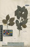 Type of Canthium odoratum Seem. [family RUBIACEAE]