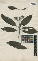 Type of Coffea sambucina G.Forst. [family RUBIACEAE]