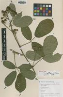 Holotype of Rubus anglobelgicus D.E.Allen & Vannerom [family ROSACEAE]
