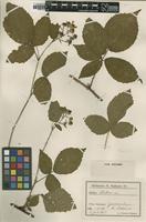 Type of Rubus sieberi H.L.Hofm. [family ROSACEAE]