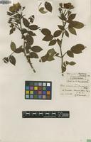 Syntype of Rosa arvensis Boulenger var. buraeana [family ROSACEAE]