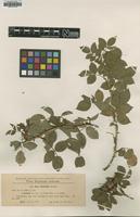 Type of Rosa obtusifolia Prodan var. serbani [family ROSACEAE]
