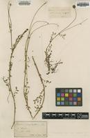 Type of Poterium microphyllum Jord. [family ROSACEAE]