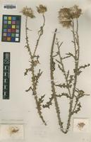 Type of Carduus nigrescens Vill. [family ASTERACEAE]