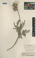 Type of Centaurea atropurpurea Waldst. & Kit. [family ASTERACEAE]