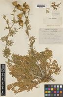 Type of Centaurea todari Lacaita [family ASTERACEAE]