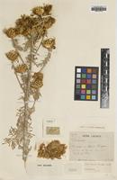 Type of Centaurea ucriae Lacaita [family ASTERACEAE]