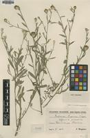 Type of Centaurea x liegescui J.Wagner [family ASTERACEAE]