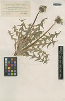 Type of Taraxacum acroglossum Dahlst. [family ASTERACEAE]