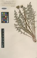 Type of Taraxacum caloschistum Dahlst. [family ASTERACEAE]