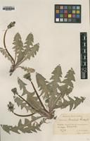 Type of Taraxacum dahlstedtii Lindb.f. [family ASTERACEAE]