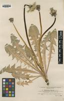 Type of Taraxacum ekmanii Dahlst. [family ASTERACEAE]