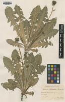 Type of Taraxacum latisectum H.Lindb. [family ASTERACEAE]