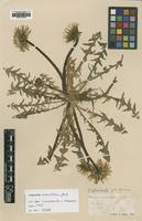 Type of Taraxacum maculatum Jord. [family ASTERACEAE]