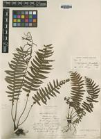 Type? of Blechnum stenopterum Hance [family BLECHNACEAE]