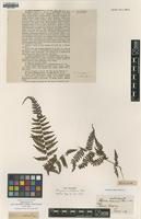 Type of Athyrium multifidum Rosenst. [family WOODSIACEAE]