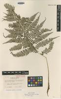 Isotype of Athyrium yokoscense Tagawa var. dilatatum [family WOODSIACEAE]