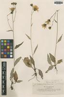 Type of Hieracium vulgatum Lindeb. var. amphibolum [family ASTERACEAE]