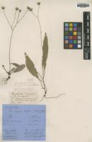 Type of Hieracium caesium Lindeb. var. angustatum [family ASTERACEAE]