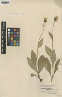Type of Hieracium dovrense Almq. ssp. amplifolium [family ASTERACEAE]