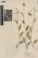 Type of Hieracium dovrense Almq. ssp. obtusissimum [family ASTERACEAE]