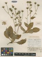 Type of Hieracium garidelianum Arv.-Touv. [family ASTERACEAE]