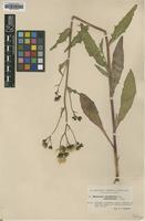 Type of Hieracium sparsifolium Dahlst. ssp. grandescens [family ASTERACEAE]