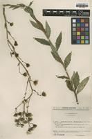 Type of Hieracium sublactucaceum Sudre ssp. melanolepium [family ASTERACEAE]