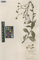 Type of Hieracium christeneri Favrat [family UNKNOWN]
