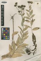 Type of Hieracium umbellatum (L.) Zahn ssp. umbellatum [family ASTERACEAE]